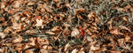 Eco & Natural Living - Composting Autumn Leaves
